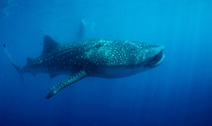 North Sulawesi-2018-DSC04067-rc- Whale shark - Requin baleine_rc